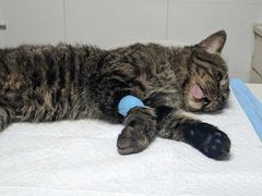 -宠颐生汉谟拉比宠物医院