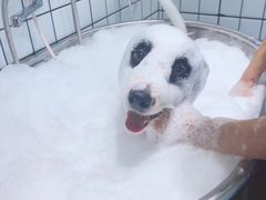 -柚子宠物(伊珊娜调理店)