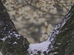 -梅花山(明孝陵内)