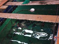 -蓝湾碧波·老字号·疍家非遗海上餐厅