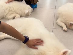 -安格丽娜·狗咖·猫咖羊驼咖(春熙路百盛商场店)