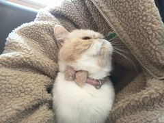 -喵园·猫主题咖啡厅·撸猫·猫咖(国贸店)