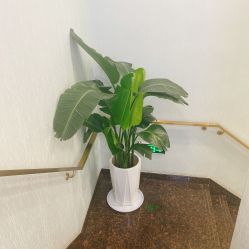 -YESIDO椰岛美容