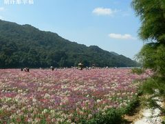 -广州市石门国家森林公园