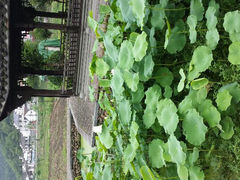 android_upload_pic-知鱼轩