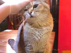 -猫色咖啡·猫咖