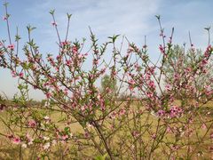 -汉长安城未央宫国家考古遗址公园