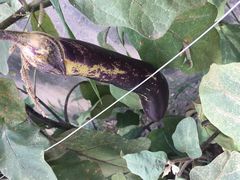 -南汇水蜜桃采摘(大团店)