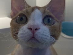 -小猫来了·猫舍(红山六九七九店)
