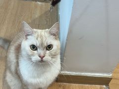-是阿柴呀！柴犬咖啡·爱喵喵猫咖