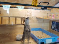 -平行世界·猫咖(首经贸店)