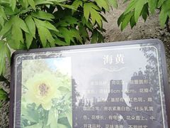 -莲花池公园