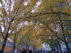 -三里屯东五街银杏大道