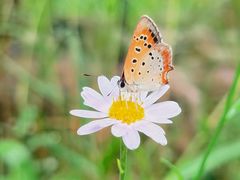 -上海吴淞炮台湾国家湿地公园