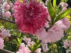 -南汇桃花村