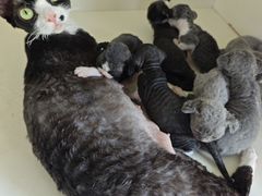 -70cat德文卷毛猫·缅因猫纯种猫舍