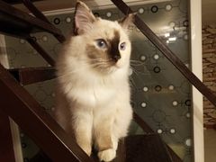 -猫咪咖啡店(新城大街店)