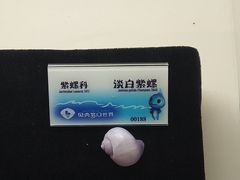 -贝壳梦幻世界