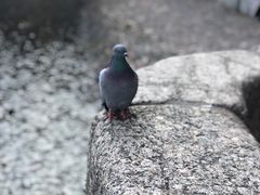 -涅瓦河