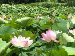 -梁鸿国家湿地公园
