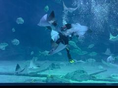 -烟台海昌鲸鲨海洋公园