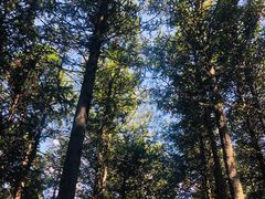 -重庆睡佛山森林公园