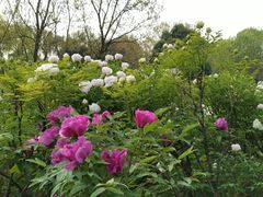 -洛阳市隋唐城遗址植物园