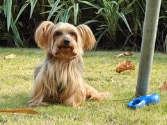 -宠颐生猫科·内科皮肤科(西平世纪城店)