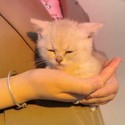 -本小姐美学·半永久纹眉野生眉