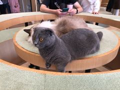 -CAT’S MEWSTAR CAFE·喵星球猫屋(晴湾咖啡店)