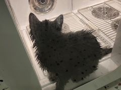 -BABIT巴比特宠物(MOMOPARK店)