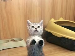 -欣宠猫屋·矮脚拿破仑·蓝金金渐层