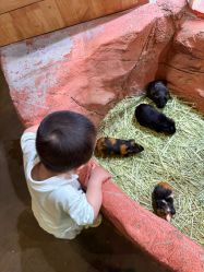-Zoolung Zoolung动物主题公园(海信广场店)