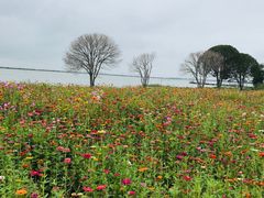 -莲花岛景区