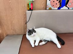 -MOCHA明星猫咖(田子坊店)