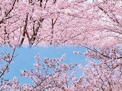 -顾村公园