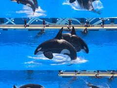 -上海海昌海洋公园