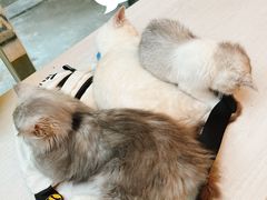 -猫咪派对(江南西店)