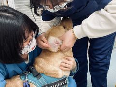 -奈斯宠物医院·核磁CT·异宠专科·内镜(中南店)