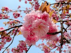 -高东镇樱花园