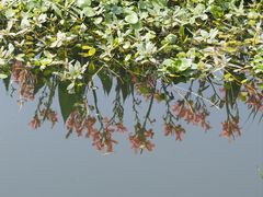 -洋湖国家湿地公园