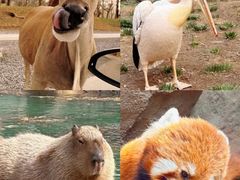 -合肥野生动物园