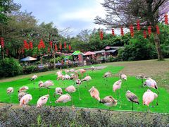 -广州长隆飞鸟乐园