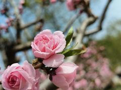 -海棠花溪(元大都城垣遗址公园)