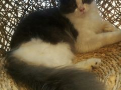 -飞行喵MR PILOT|猫舍·猫咖(静安大融城店)
