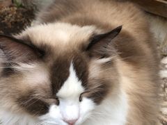 -喵屿·大理花园猫咖