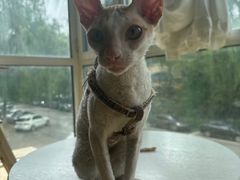 -有猫儿腻咖啡厅.猫咖