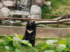 -清迈夜间动物园