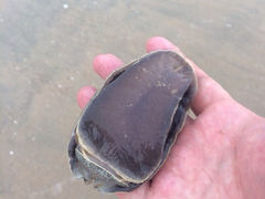 iphone_upload_pic-巽寮湾