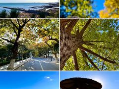 -八大关景区